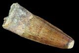 Spinosaurus Tooth - Real Dinosaur Tooth #96483-1